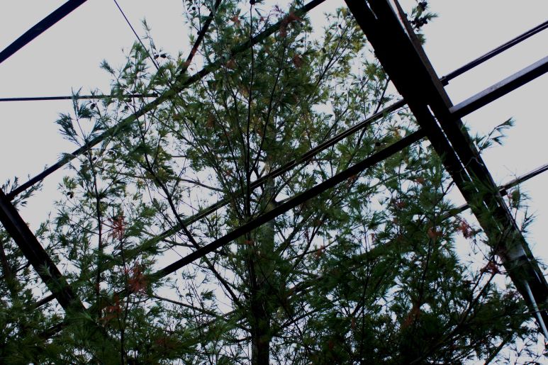 Eastern white pine in the winter at Evergreen Brick Works