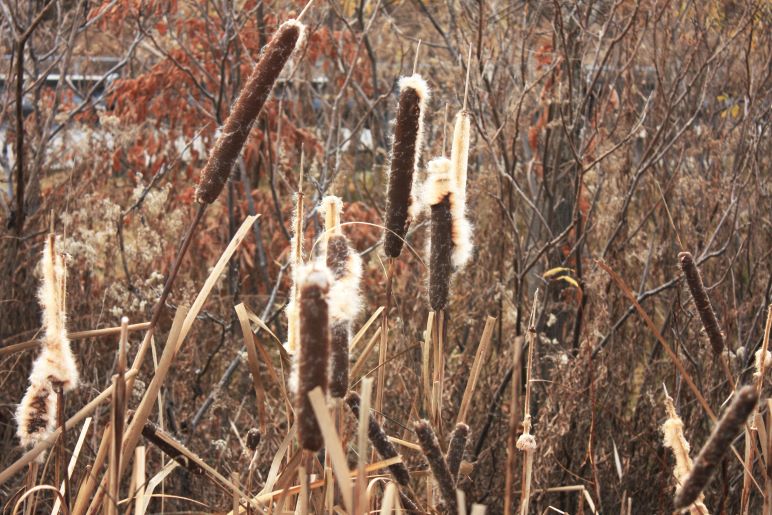 cattail in the winter at Evergreen Brick Works