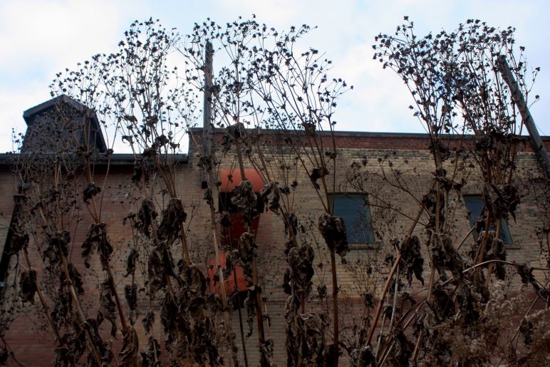 Cup plant in winter at Evergreen Brick Works