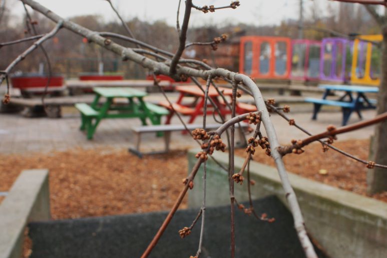 Red Maple Tree at Evergreen Brick works in the winter