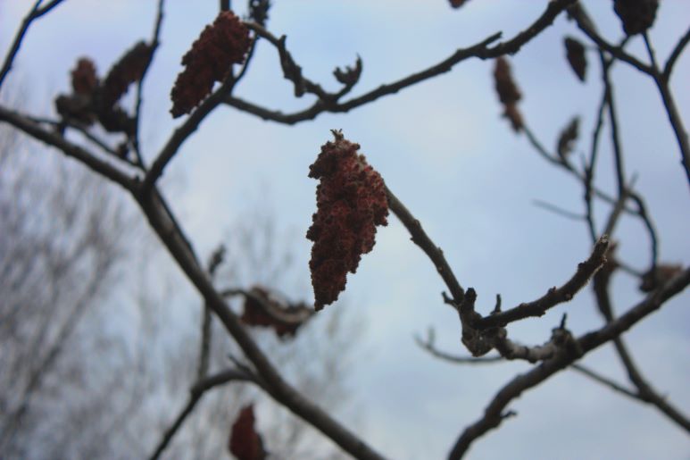 Sumac at Evergreen Brick works in the winter