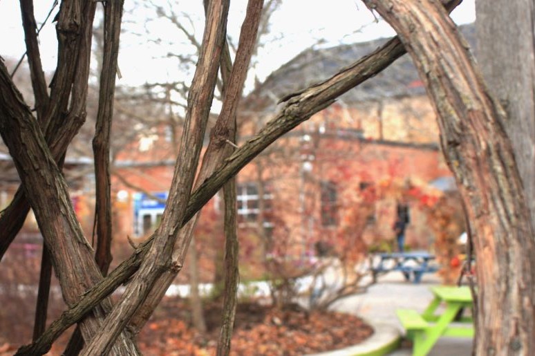 Wild grape at Evergreen Brick Works in the winter