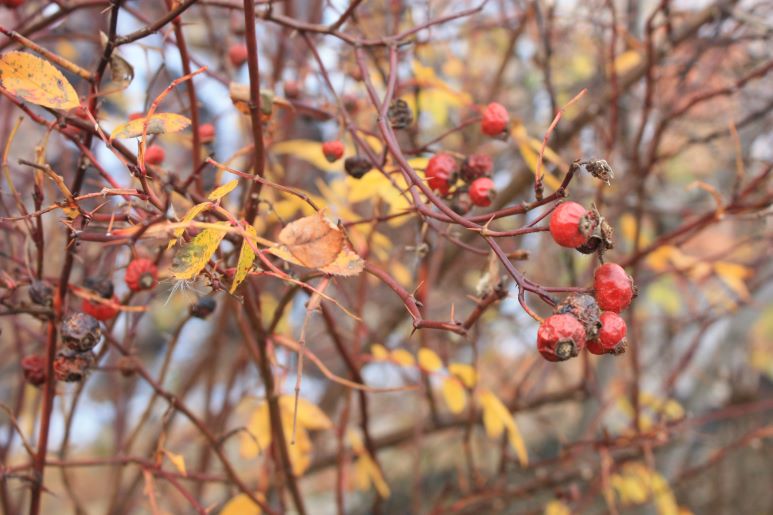 Wild Rose in the winter at Evergreen Brick works