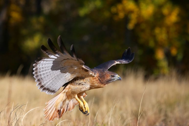 Red-tailed hawk 