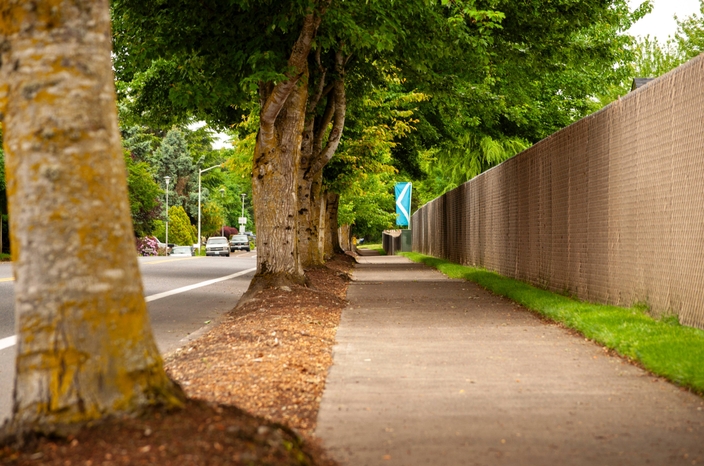 tree lined street