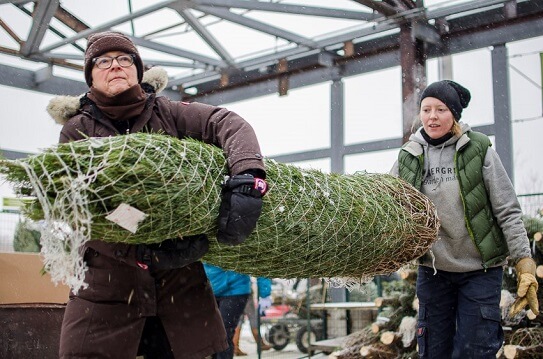 Evergreen Garden Market, two women carrying wrapped Christmas tree.