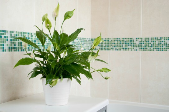Peace lily in blooms in tiled room.
