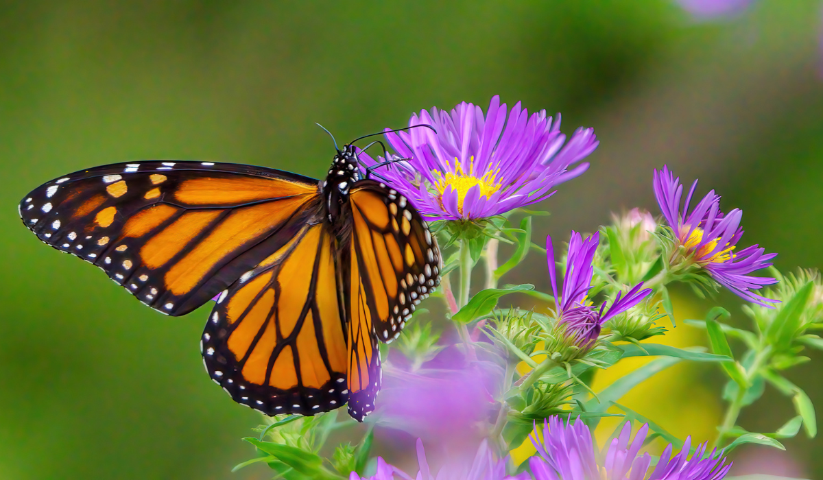 Monarch butterfly resting on purple aster flowers in full bloom.