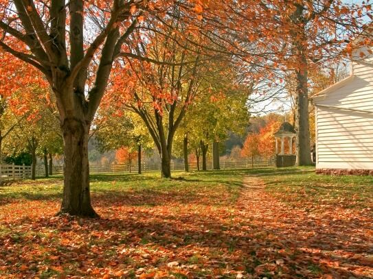 Fall leaves on the ground with autumn trees.