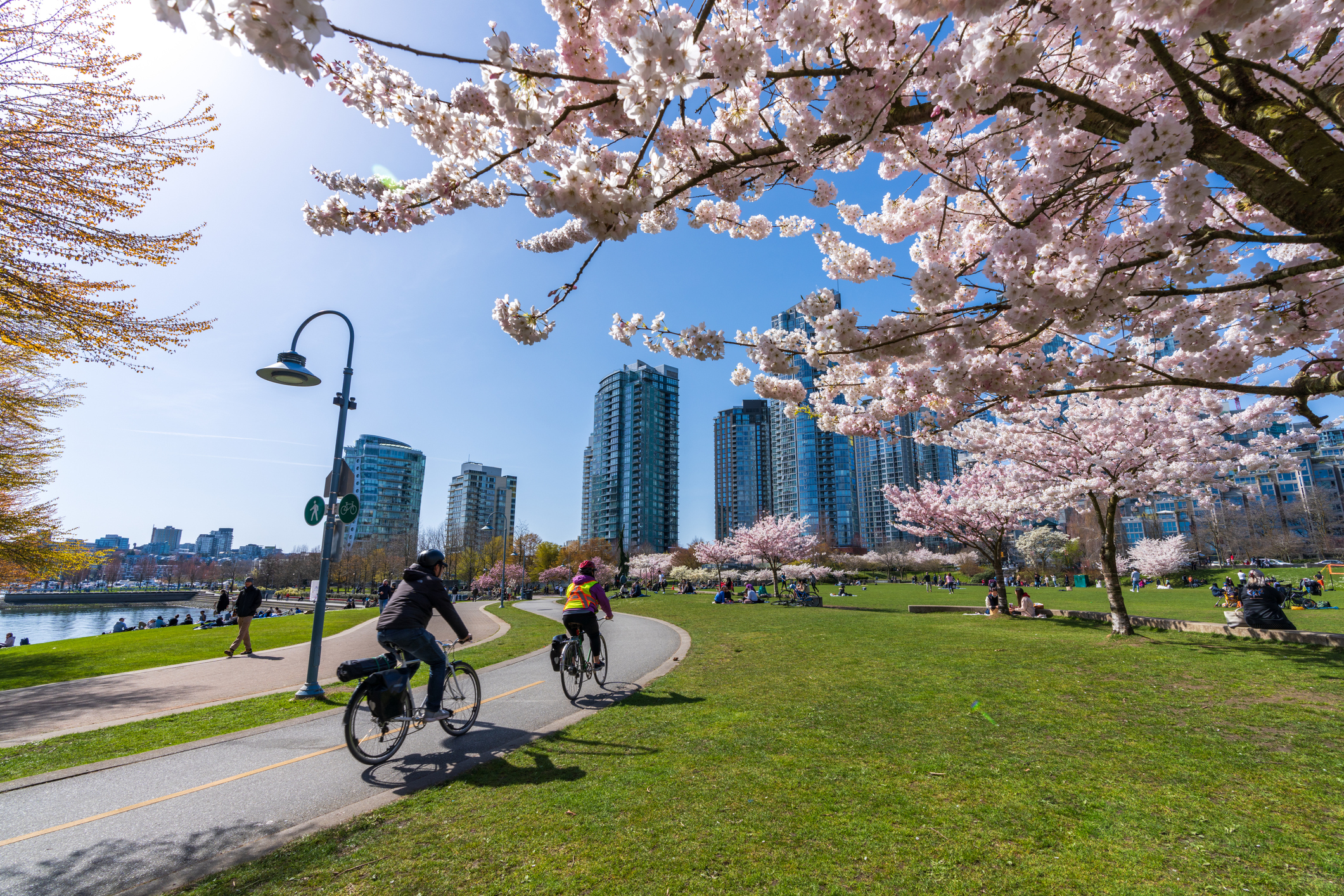 david-lam-park-in-springtime-cherry-blossom-flowers-in-full-bloom-vancouver-city-bc-canada