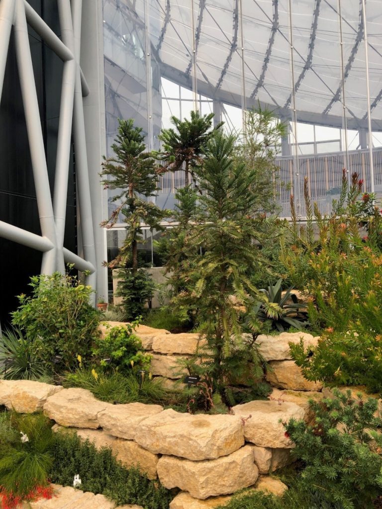 Three Wollemi pine pictured indoors