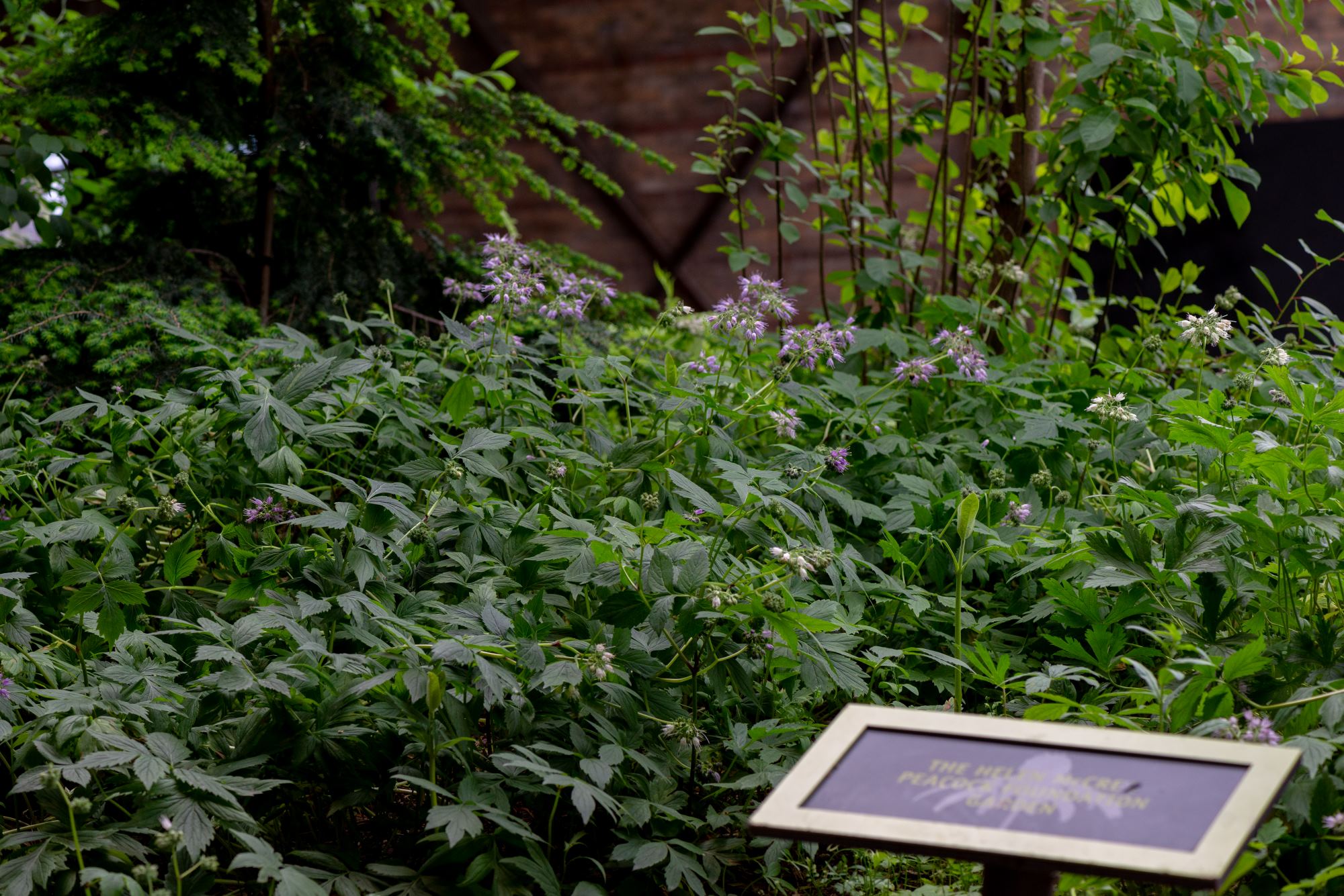 gardens_koerner_0888