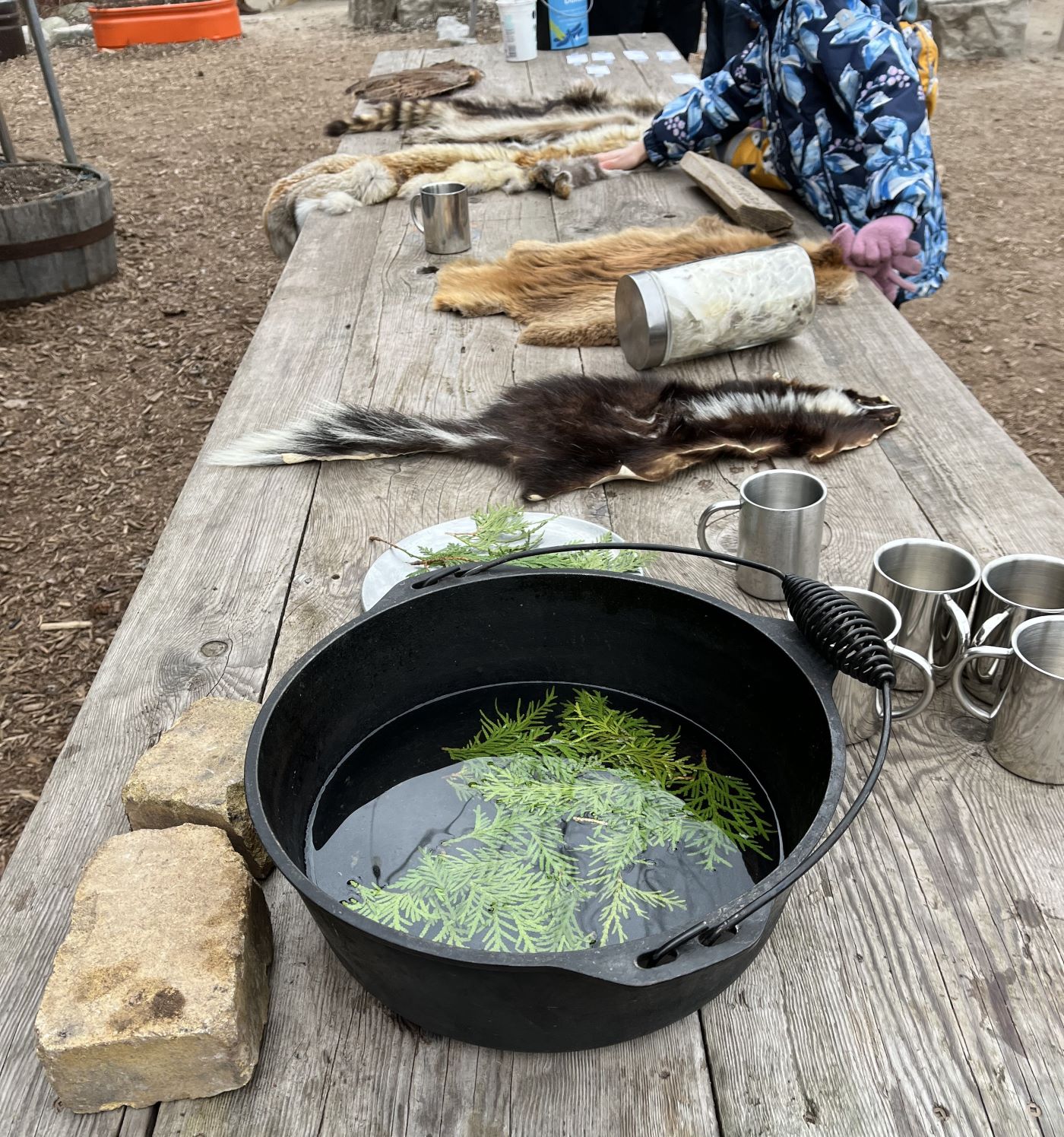 cedar tea making on picnic table