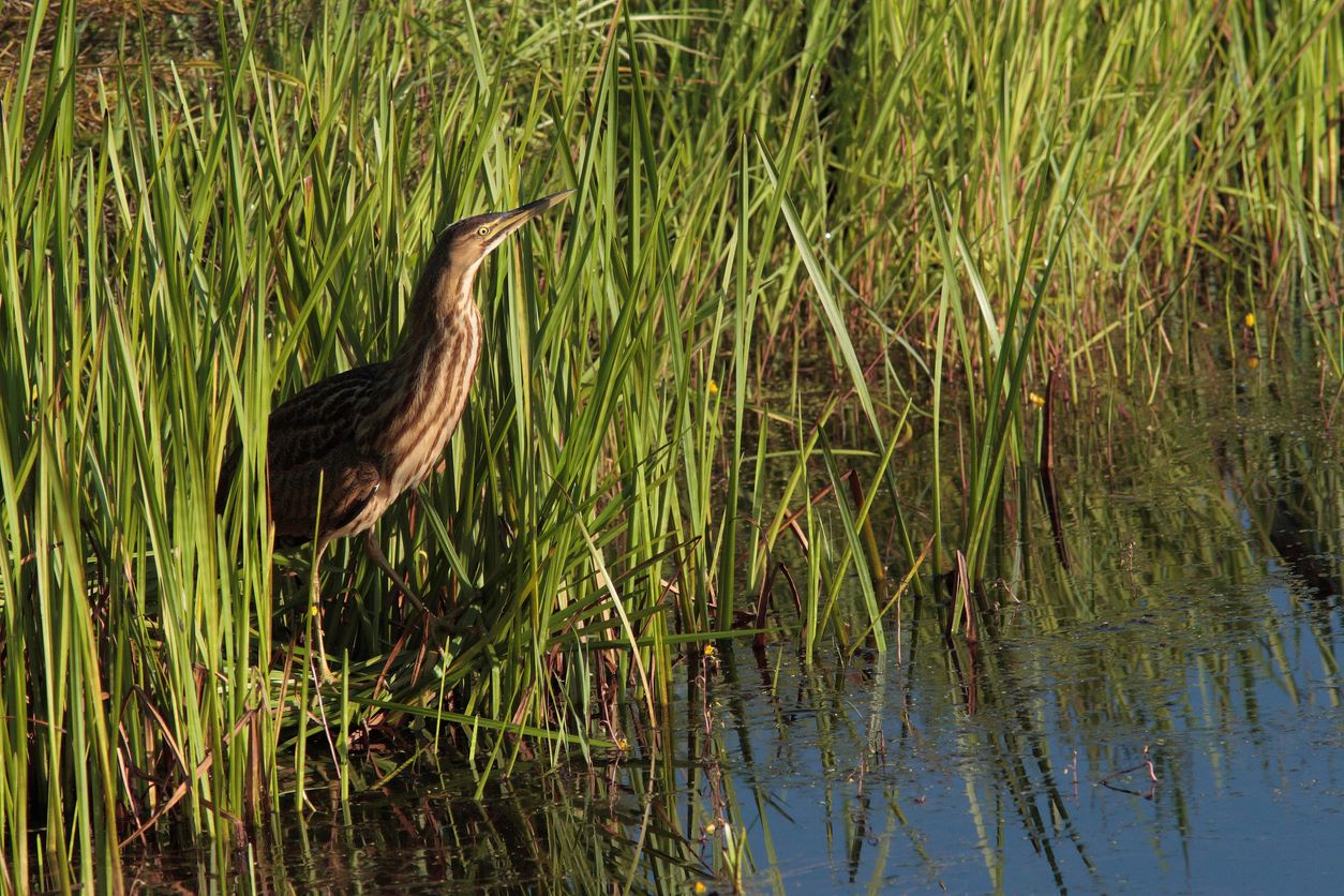 Butor d'Amérique sur le lac Québec