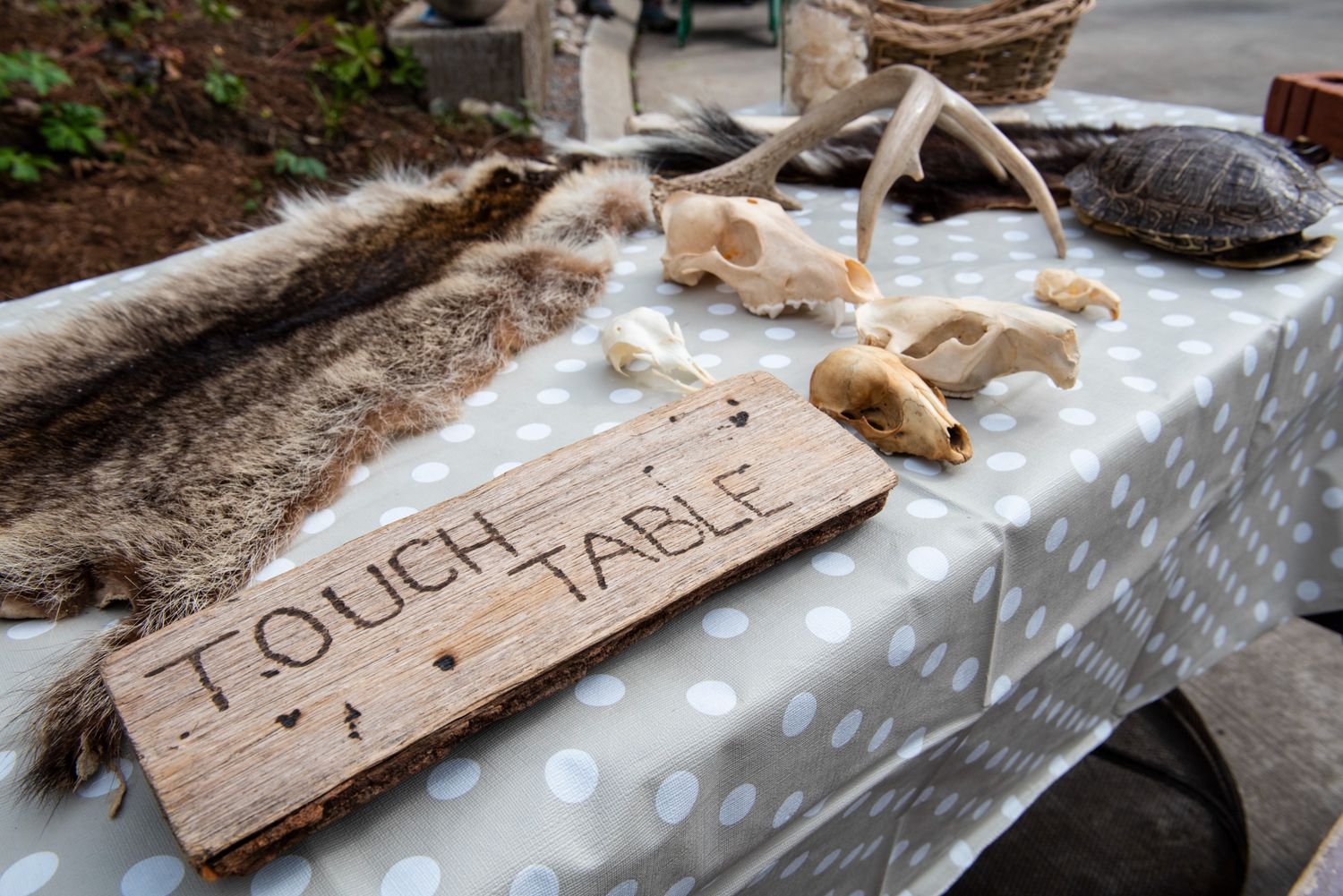 touch table with fur, bones and turtle shell