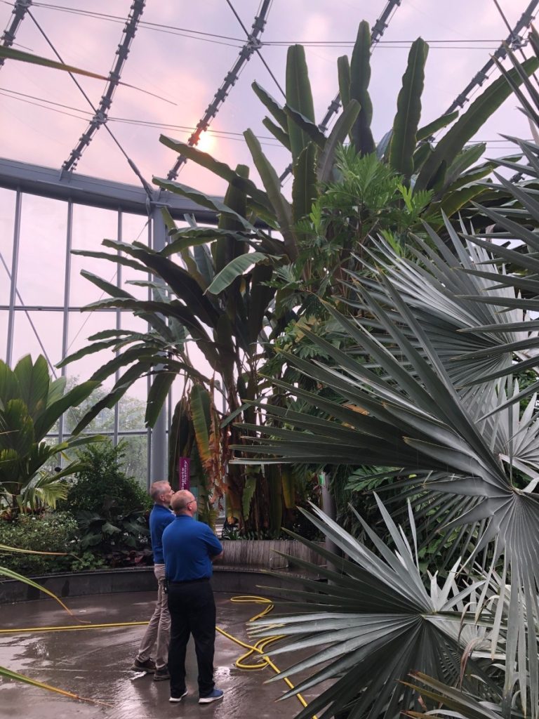 Two staff members look on at tall trees