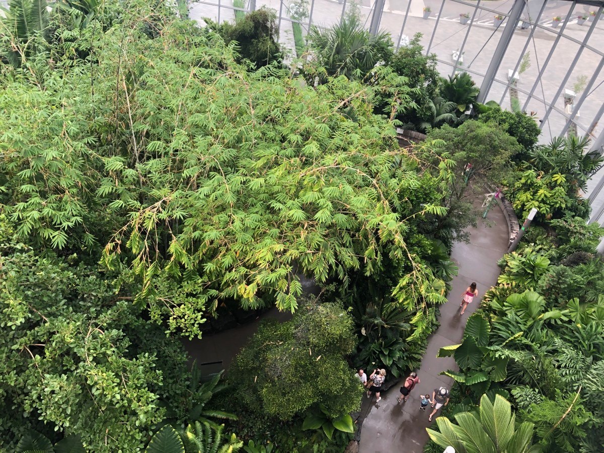 Aerial view of tropical trees indoors