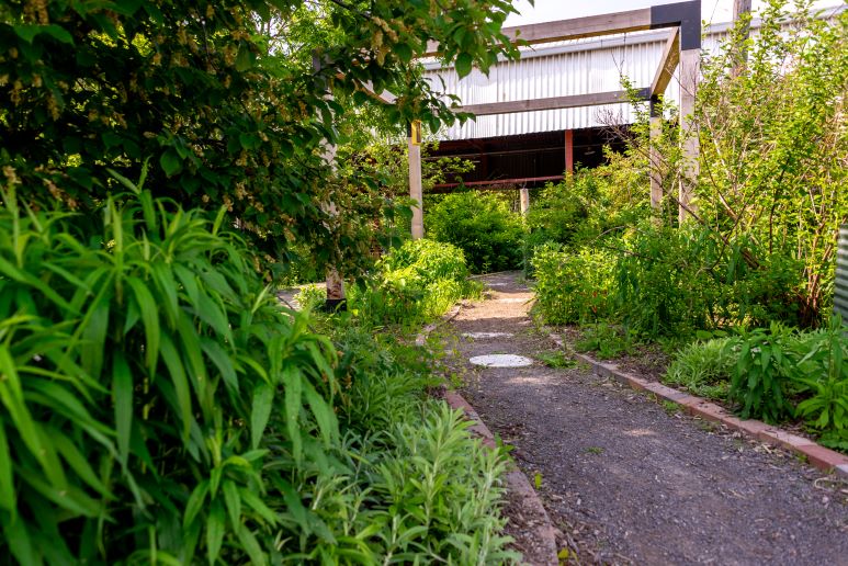 path going through a lush green garden