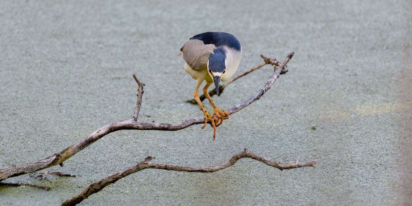 Black Crowed Night Heron on a branch at Evergreen Brick Works