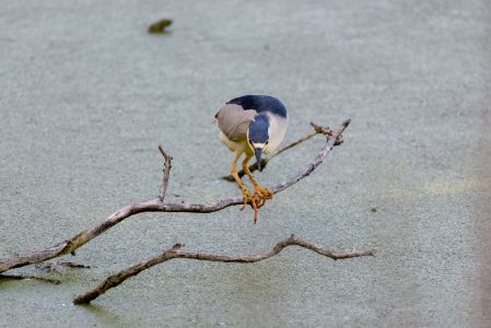 Black Crowed Night Heron on a branch at Evergreen Brick Works