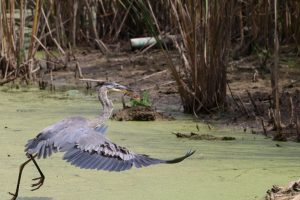 Great Blue Heron with a fish in his beck flying over a pond at Evergreen Brick Works
