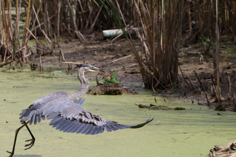 Great Blue Heron with a fish in his beck flying over a pond at Evergreen Brick Works 