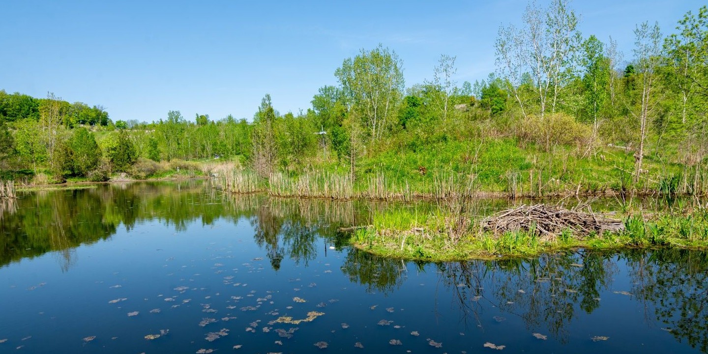 Ponds at Evergreen Brick Works