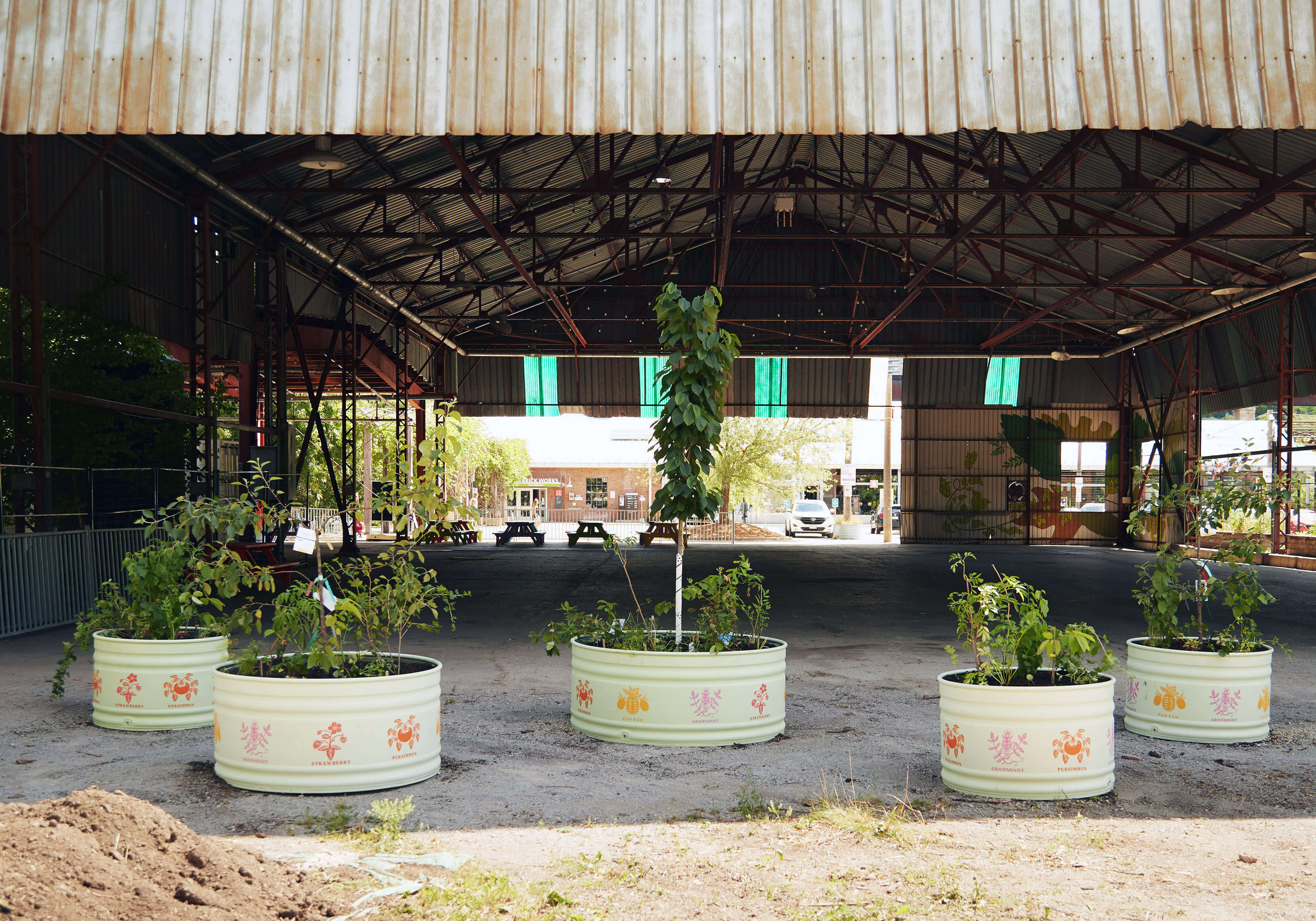 five containers holding various plants