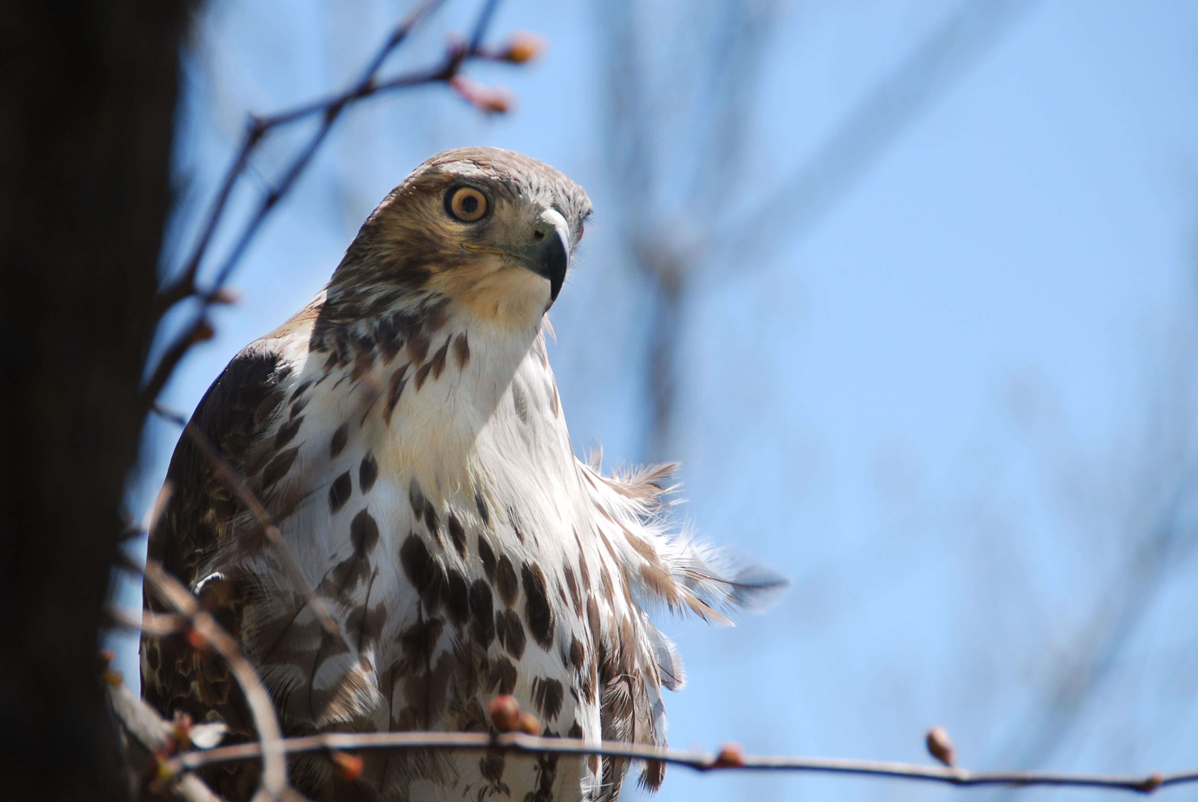 Winter hawk at the Brick Works