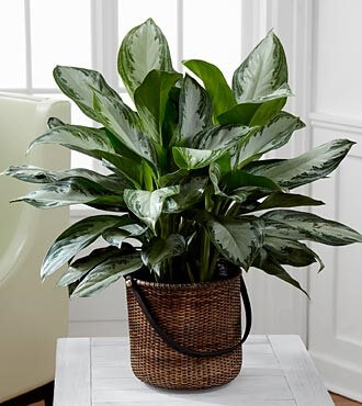 Chinese Evergreen (Aglaonema Modestum): 5 indoor houseplants that will help you breathe easy