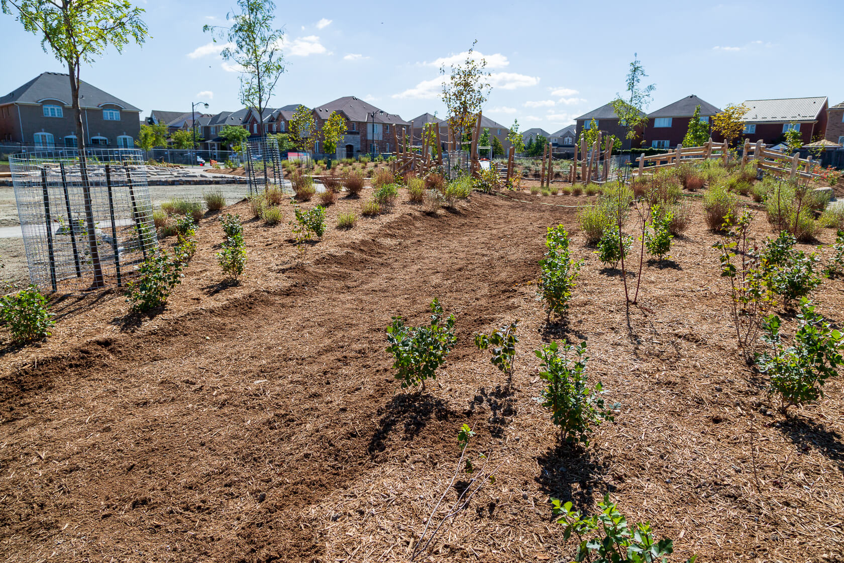 Mounds of soil and plants in school ground