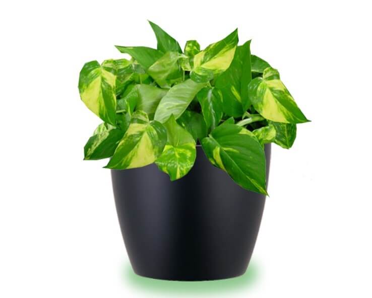 Pothos Golden (Epipremnum aureum): 5 indoor houseplants that will help you breathe easy
