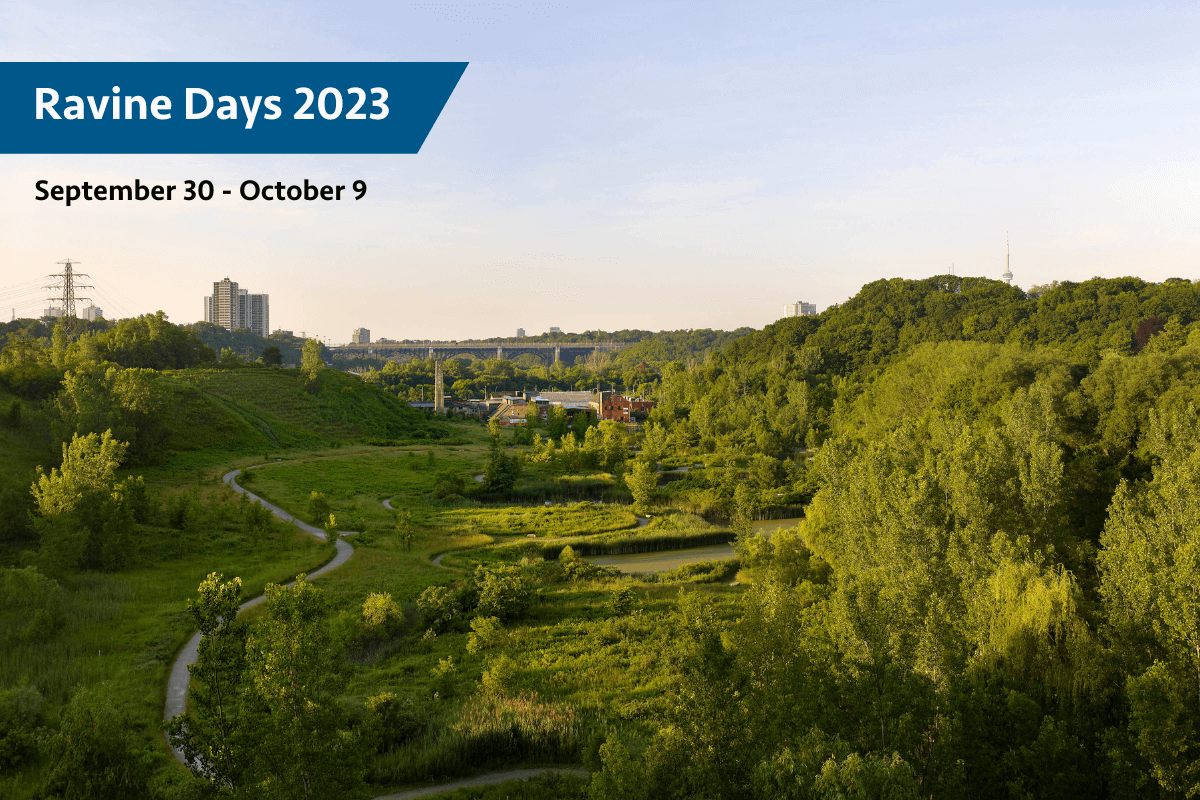 Ravine Days