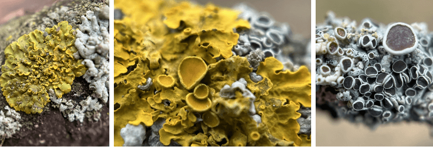 Collage of three pictures of lichen close up