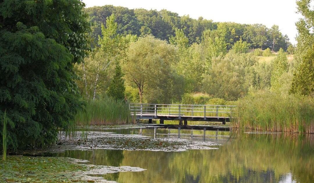 Pond with trees in the background