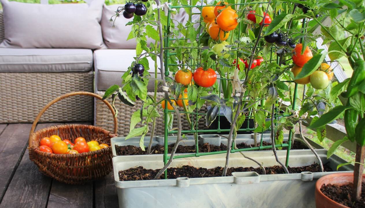 Tomatos in planter shown growing on balcony or patio